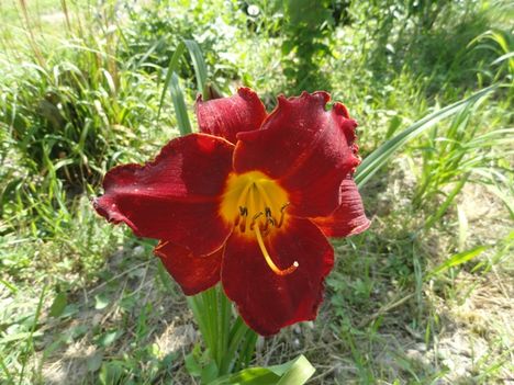 Hemerocallis  Chinese  Scholar