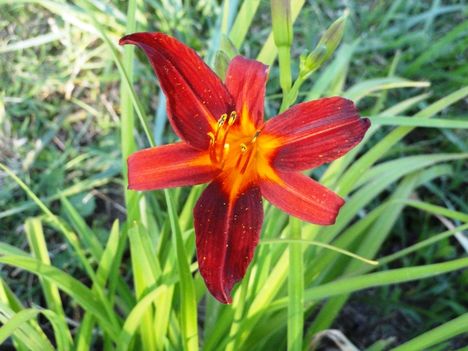 Hemerocallis  Crimson  Pirate