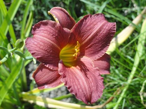 Hemerocallis  Summer  Wine