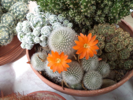 kaktusz virágzik