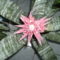 lándzsarózsa(bromélia)