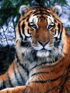 animal_49www-se-mobilok-info_