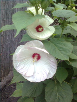 Kép0238