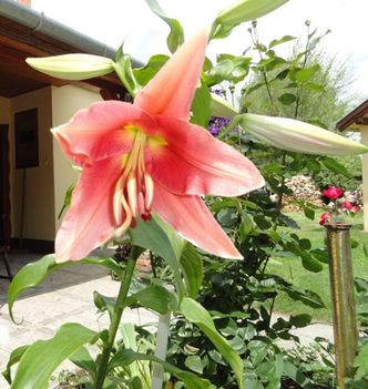 Liliom   Orange