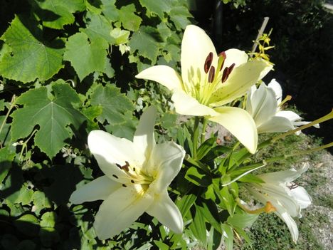 Liliom,  Königslilien  Trumpet  Regale
