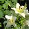 Liliom,  Königslilien  Trumpet  Regale