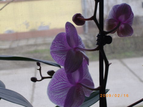 Orchideáink 1