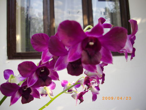 Orchideáink 2