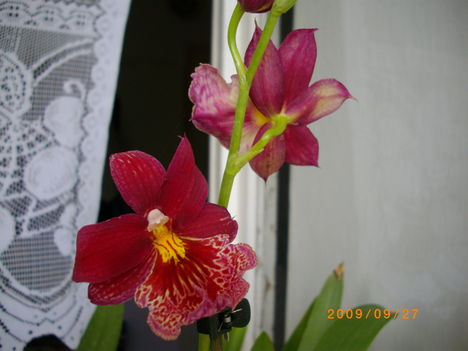 Orchideáink 3