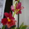 Orchideáink 3