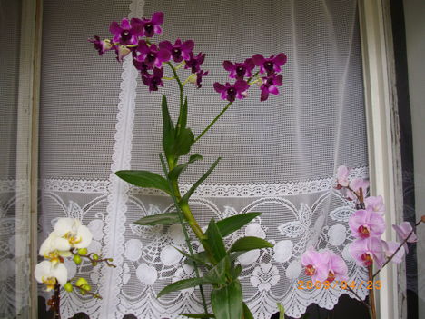 Orchideáink 4
