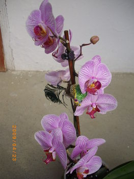 Orchideáink 5
