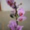 Orchideáink 5