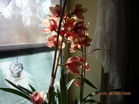 Orchideáink 6