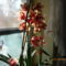 Orchideáink 6