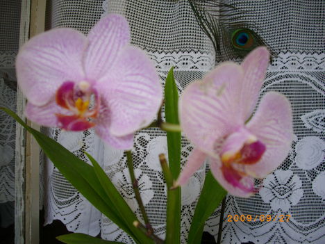 Orchideáink 7