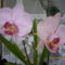 Orchideáink 7