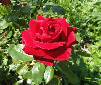 Piros rózsa,  Dame  de Coeur  Th.