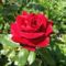 Piros rózsa,  Dame  de Coeur  Th.