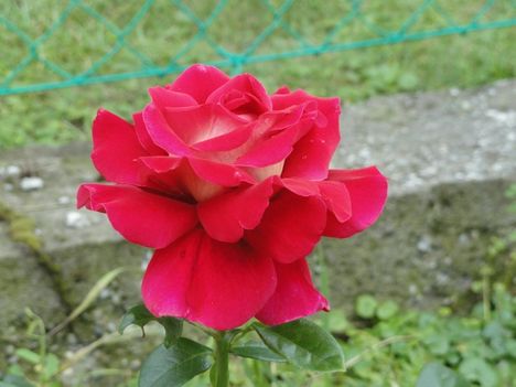 Rózsa