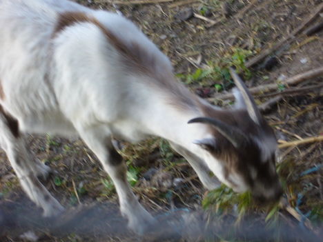 Sárlott