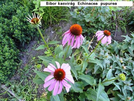 Kasvirág  Echinacea  purpurea