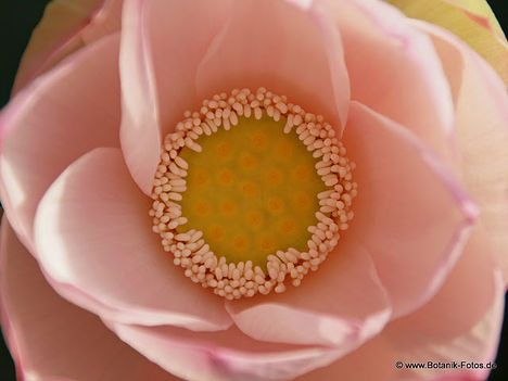 Nelumbo nucifera P7149361_B