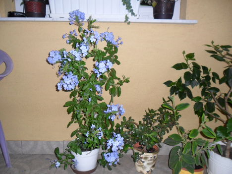 ólomvirág 
