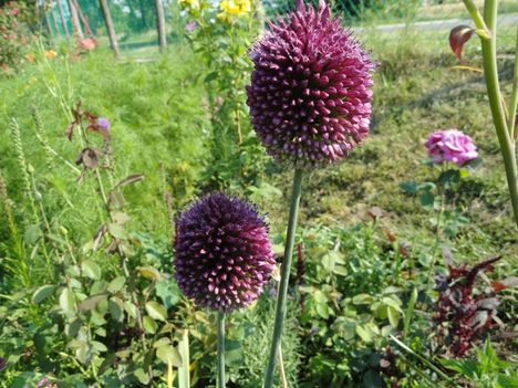 Allium