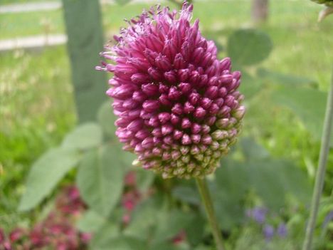 Allium