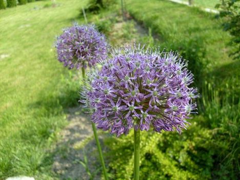 Allium Giganteum