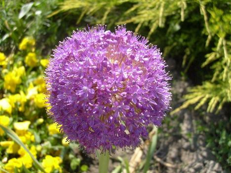 Allium Giganteum