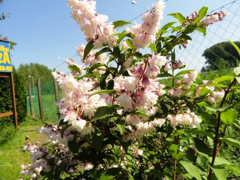 Érdeslevelű gyöngyvirágcserje ; Deutzia  Scabra  Codsall  Pink