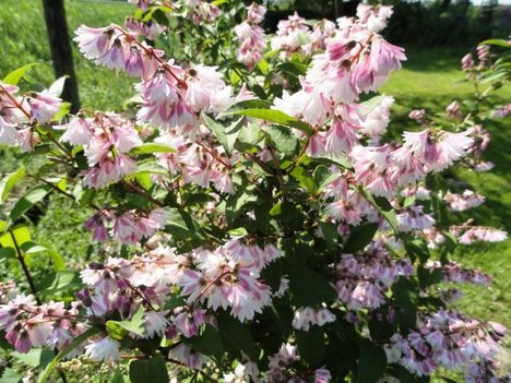 Érdeslevelű gyöngyvirágcserje;  Deutzia Scabra Codsall Pink