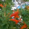 fokföldi kürtlián, piros -- tecomaria copensis