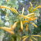 fokföldi kürtlián, sárga  --   tecomaria capensis