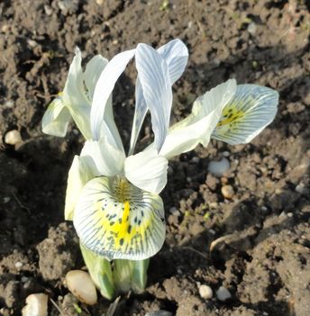Iris histroides Katharine Hodgkin