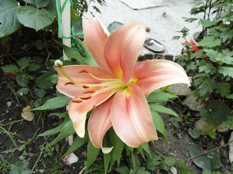 Liliom