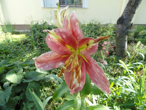 Liliom