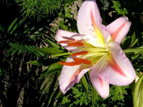 Liliom