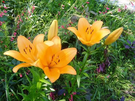 Liliom Orange