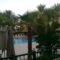 pálmafák a szállodánk úszómedencéje körül