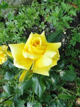 Rózsa  Golden  Perfume  Th.