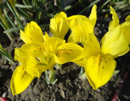 Törpe Irisz  >  Iris  Danfordiae