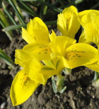 Törpe Irisz ;  Iris Danfordiae