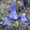 Törpeirisz,    Irisz Reticulata