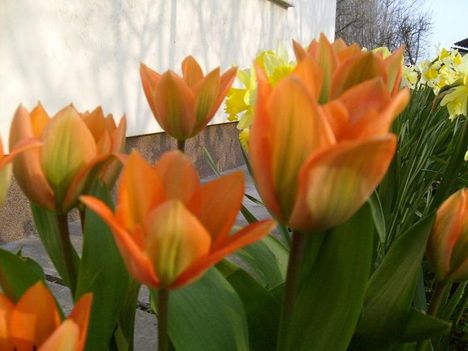 Tulipán