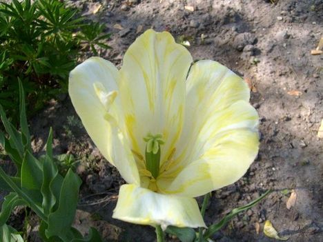 Tulipán