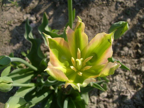 Tulipán