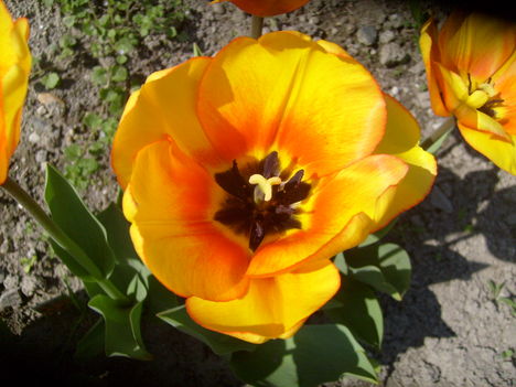 Tulipán